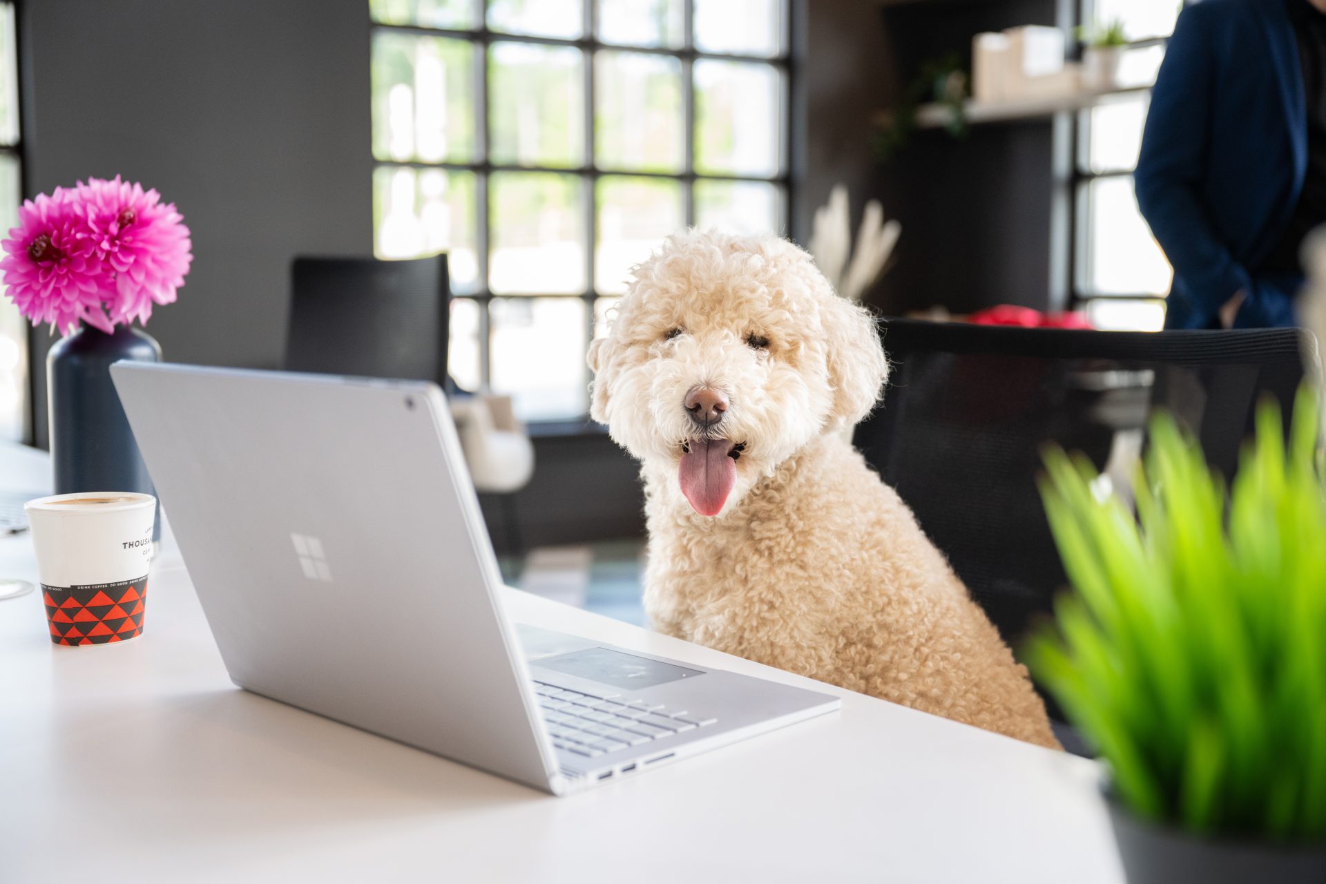 Professional workspace setup with a laptop on a desk and a white fluffy dog, representing curated lifestyle content for social media management