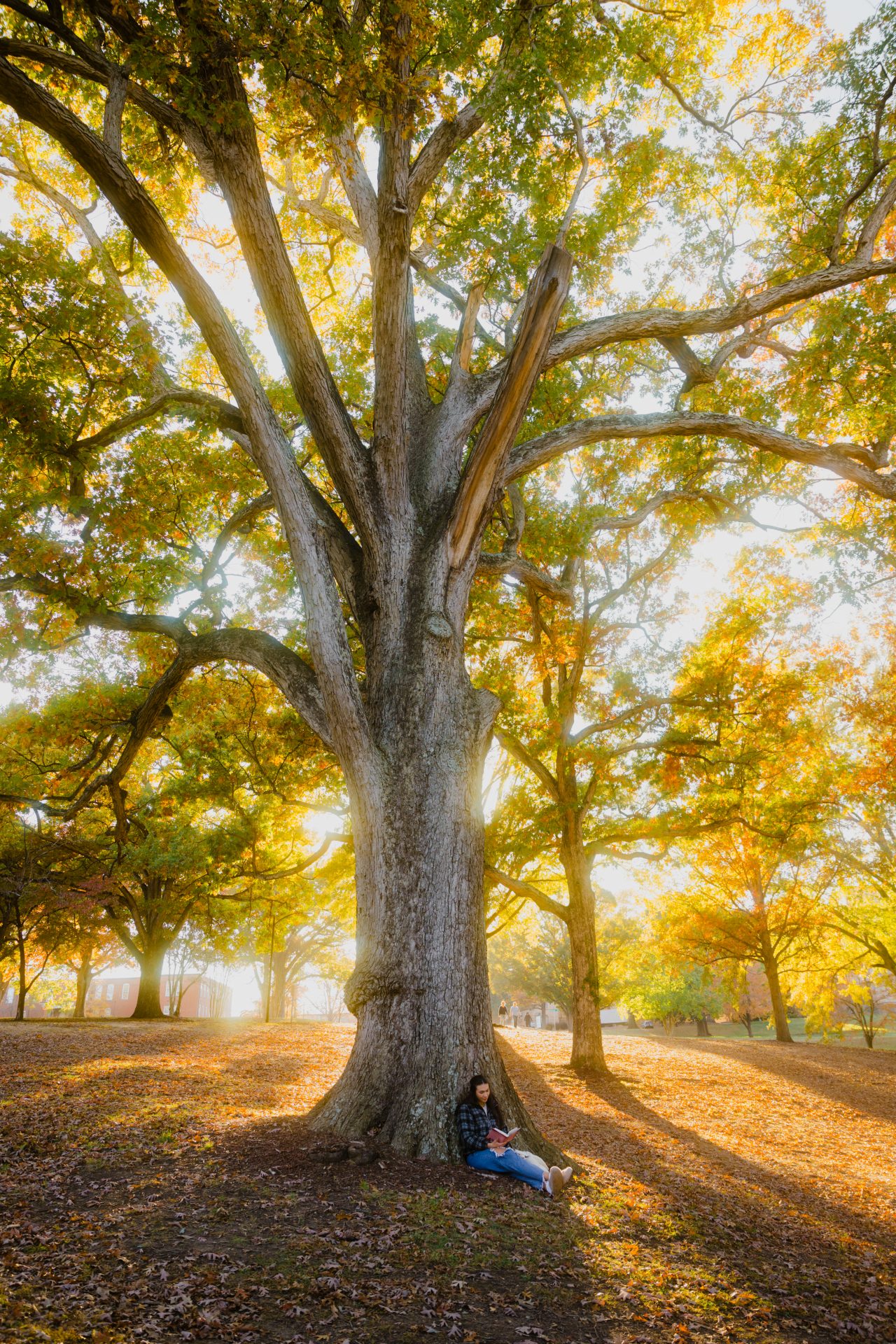 Couple sitting under a large tree on a sunny autumn day